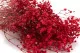 Gipsofila preservada Rojo 10