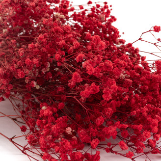 Gypsophila Preservata - Rosso