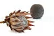 Konservierte Protea Cynaroides Creme 9