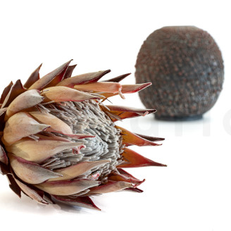 Protea Cynaroides stabilized - 1 Stem - Cream