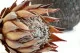 Protea Cynaroides stabilis&eacute; Cr&egrave;me 5