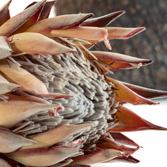 Protea Cynaroides stabilized - 1 Stem - Cream