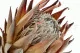 Protea Cynaroides stabilis&eacute; Cr&egrave;me 2