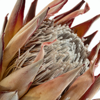 Grandiceps Cynaroides preservata - 1 Stelo - Crema