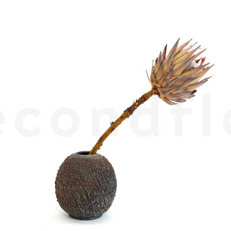 Protea Cynaroides stabilized - 1 Stem - Cream