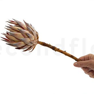 Protea Cynaroides stabilized - 1 Stem - Cream
