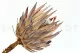 Konservierte Protea Cynaroides Creme 7