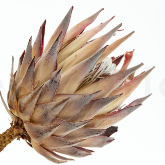Protea Cynaroides stabilized - 1 Stem - Cream