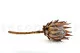 Protea Rey preservada Crema 8