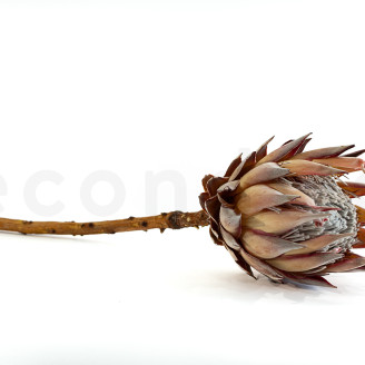 Protea Cynaroides stabilized - 1 Stem - Cream