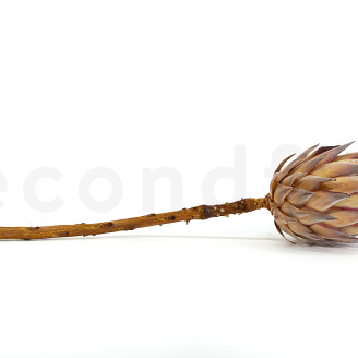 Protea Cynaroides stabilized - 1 Stem - Cream
