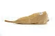 Protea Rey preservada Crema 10
