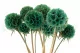 Konservierte Scabiosa stellata T&uuml;rkis (x10) 6
