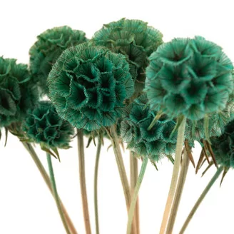Scabiosa Stellata stabilis&eacute;e Turquoise (x10)