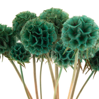 Scabiosa stellata stabilized - 10 stems - Turquoise