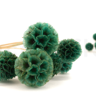 Scabiosa stellata stabilized - 10 stems - Turquoise