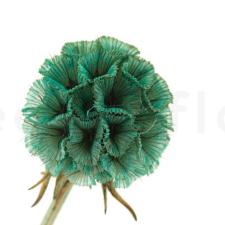 Scabiosa stellata stabilized - 10 stems - Turquoise