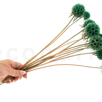 Scabiosa stellata stabilized - 10 stems - Turquoise
