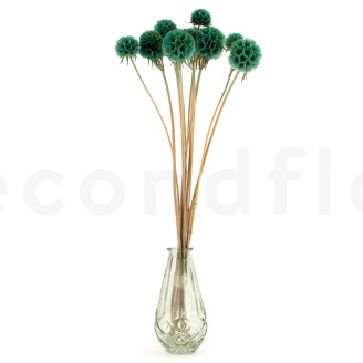 Scabiosa stellata stabilized - 10 stems - Turquoise