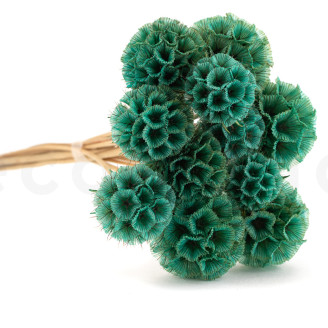 Scabiosa stellata preservada - 10 tallos - Turquesa