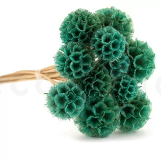 Scabiosa Stellata stabilis&eacute;e Turquoise (x10)