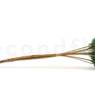 Scabiosa stellata stabilized - 10 stems - Turquoise