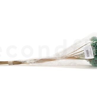 Scabiosa stellata stabilized - 10 stems - Turquoise