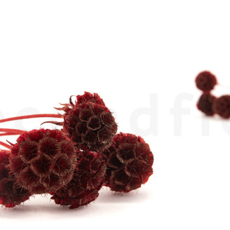 Scabiosa stellata stabilized - 10 stems - Burgundy
