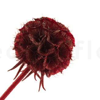 Scabiosa stellata stabilized - 10 stems - Burgundy