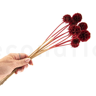 Scabiosa stellata stabilized - 10 stems - Burgundy