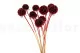 Scabiosa stellata stabilizzata Bordeaux (x10) 7