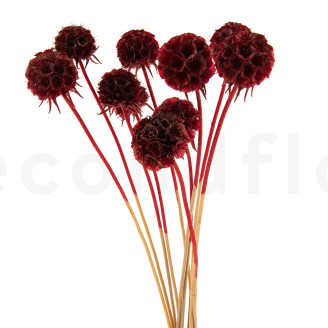 Scabiosa stellata stabilized - 10 stems - Burgundy