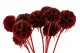 Scabiosa Stellata stabilis&eacute;e Bordeaux (x10) 5