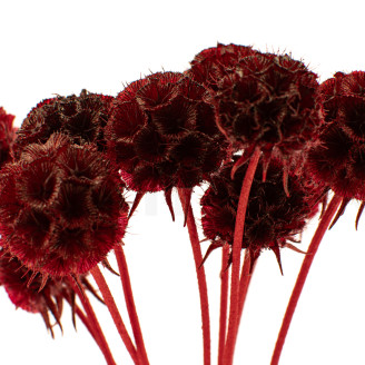 Scabiosa stellata stabilized - 10 stems - Burgundy