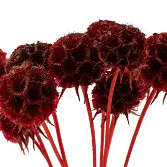 Scabiosa stellata stabilizzata Bordeaux (x10)