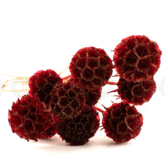 Scabiosa stellata stabilized - 10 stems - Burgundy