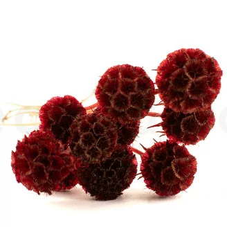 Scabiosa Stellata stabilis&eacute;e Bordeaux (x10)