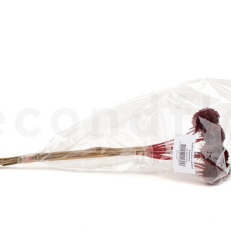 Scabiosa stellata stabilized - 10 stems - Burgundy