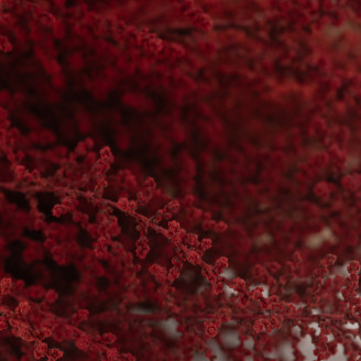 Stoebe stabilisé - Bouquet - Rouge