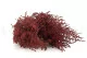 Stoebe stabilizzato Rosso 4