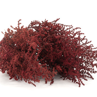 Stoebe stabilizzato - Mazzo - Rosso