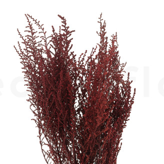 Stoebe stabilisé - Bouquet - Rouge