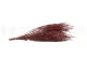 Stoebe preservada Rojo 9