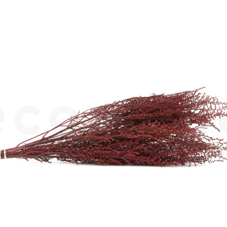 Stoebe stabilisé - Bouquet - Rouge