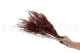 Stoebe stabilizzato Rosso 5