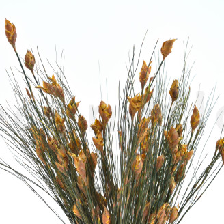Bell grass femelle stabilisé - Bouquet - Automnal