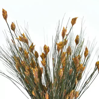 Bell Grass preservada Oto&ntilde;al