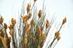 Preserved Bell Grass Autumnal 5