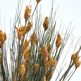 Bell grass femelle stabilisé - Bouquet - Automnal