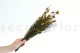 Bell Grass preservada Oto&ntilde;al 4